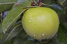 Golden Delicious Apple Royalty Free Stock Image