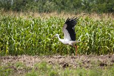 Stork Taking Off Royalty Free Stock Images
