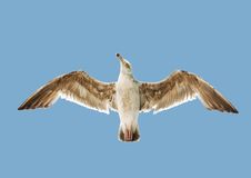 Sea Gull In The Sky Stock Photo