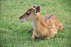 Young Sika Deer Royalty Free Stock Photo