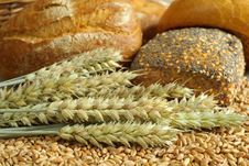 Wheat Stock Photos Wheat Stock Photos