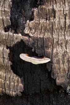 New Life - Mushrooms Royalty Free Stock Photography New Life - Mushrooms Royalty Free Stock Photography