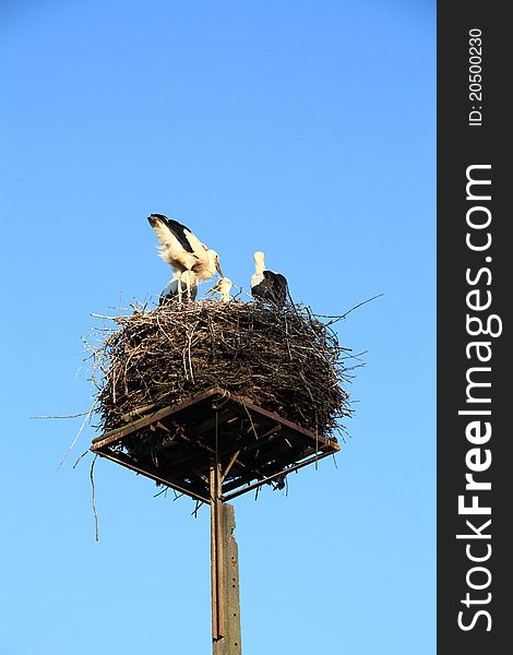 White storks in the nest. White storks in the nest.