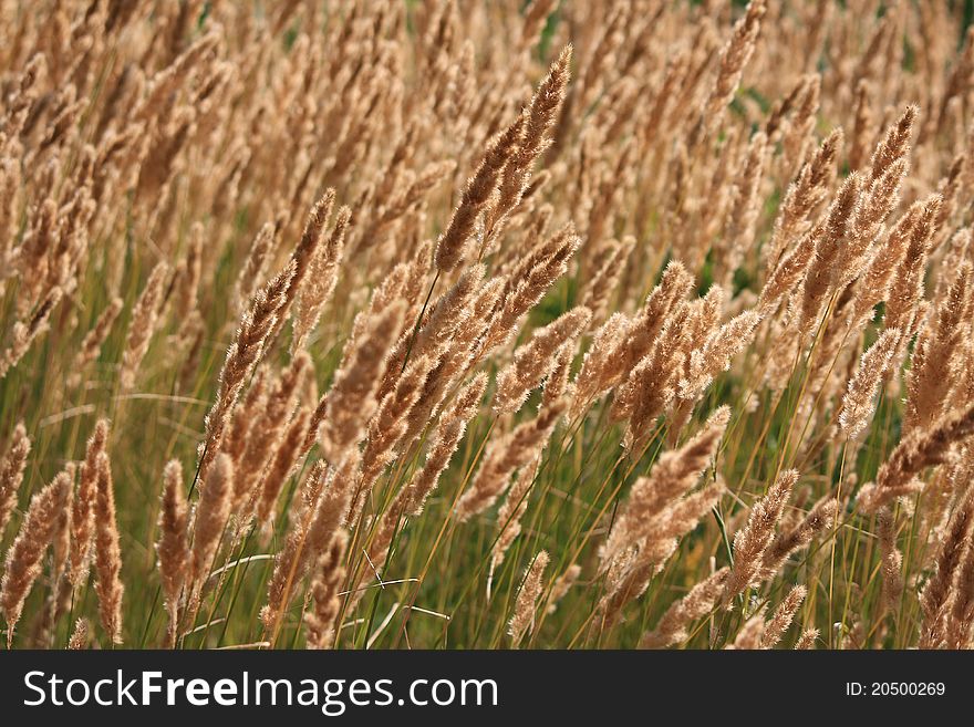 This photograph shows a field of reeds. This photograph shows a field of reeds.