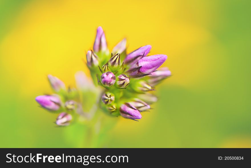 Summer Flowers