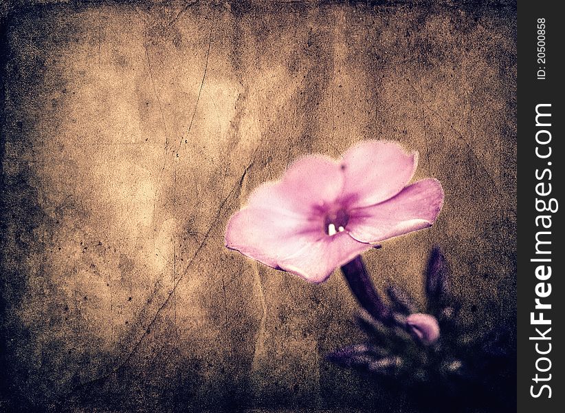Beautiful pink flower at old grunge background. Beautiful pink flower at old grunge background
