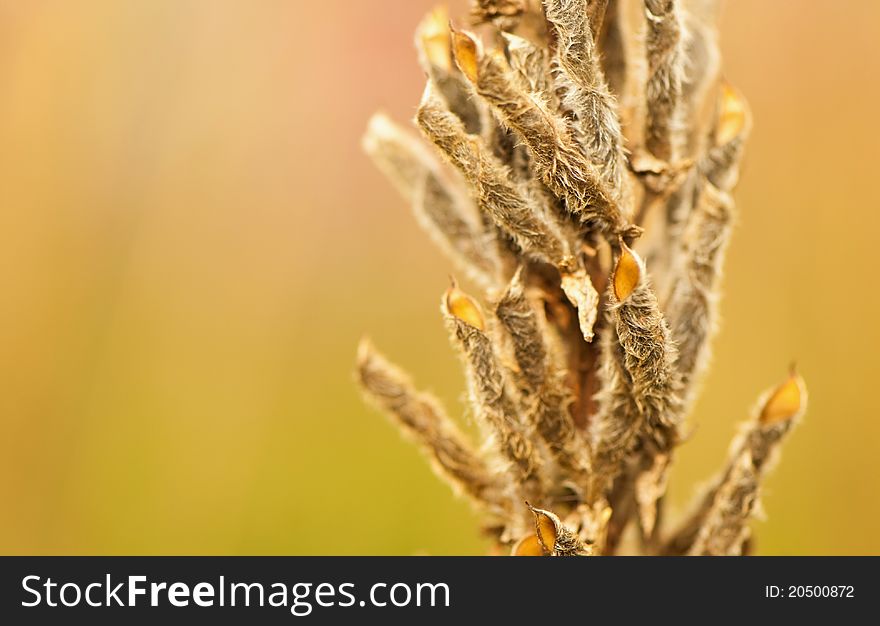 Beautiful summer season meadow plant. Beautiful summer season meadow plant