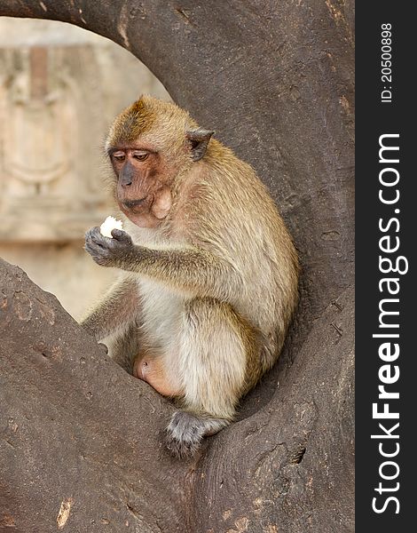 An old monkey feeding itself on tree