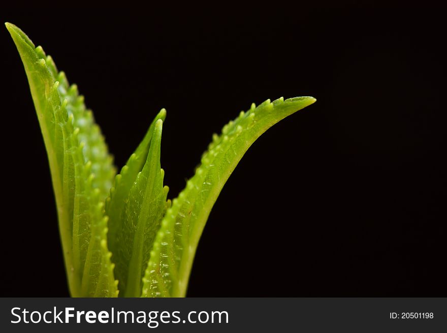 Young Top Of Green Leaves