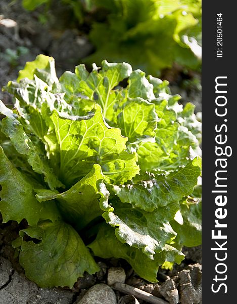 Organic lettuce in the garden