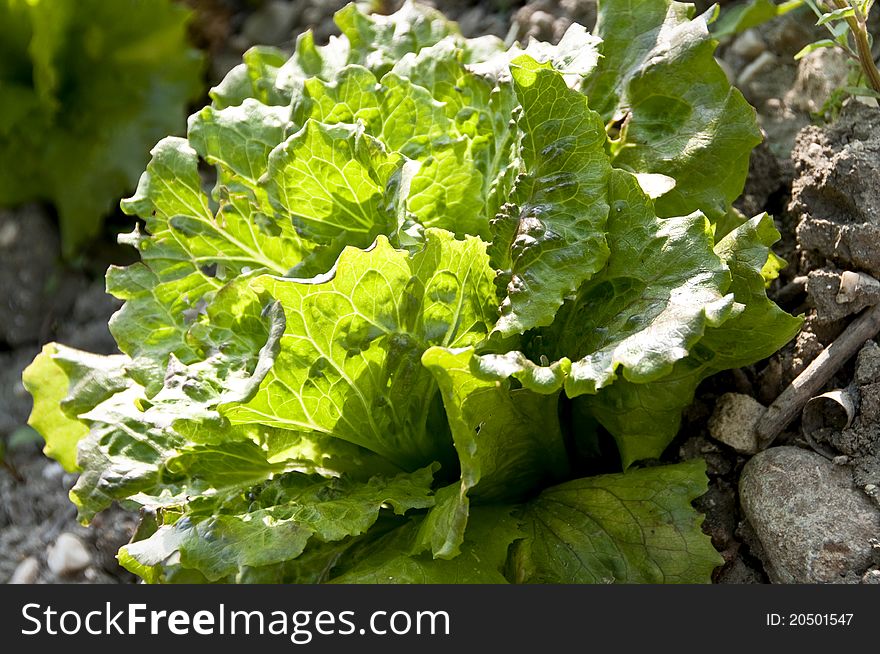 Organic lettuce in the garden