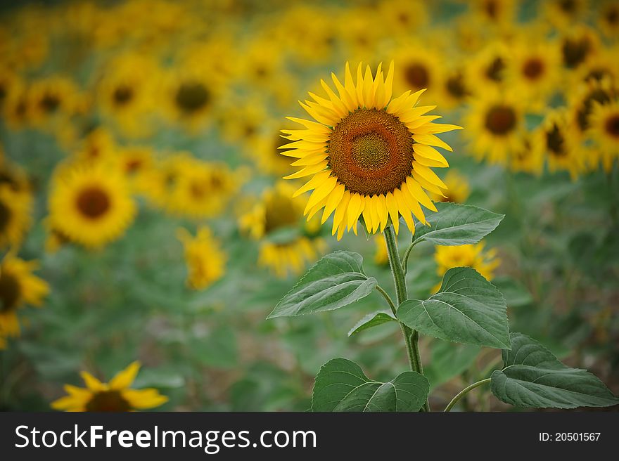 Yellow Sunflowers