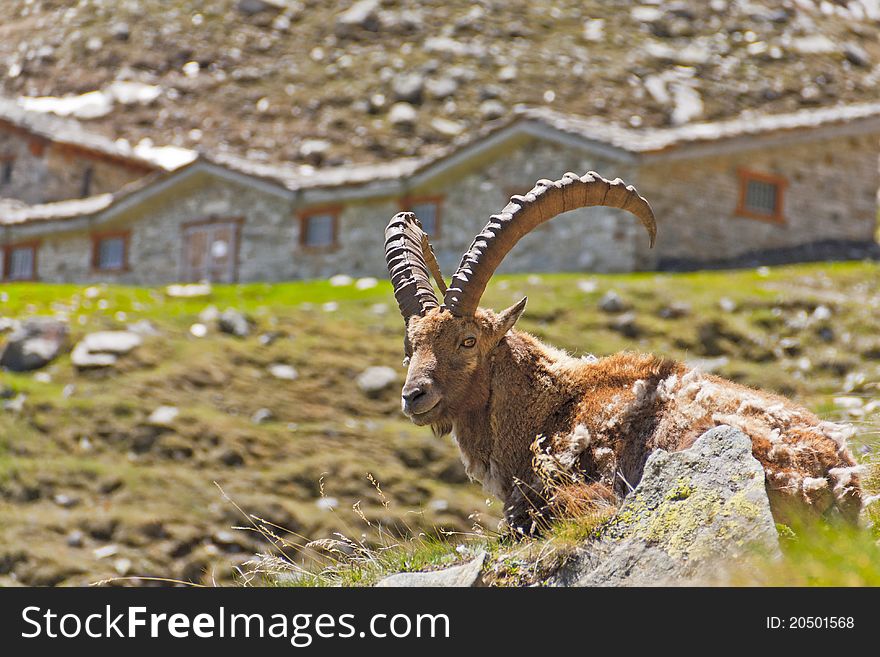 Rests a chamois in the mountains. Rests a chamois in the mountains