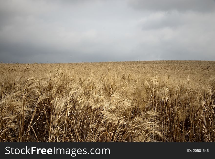 View of corn field with cloudy sky. View of corn field with cloudy sky