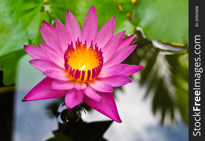 Pink Lotus at lotus pond