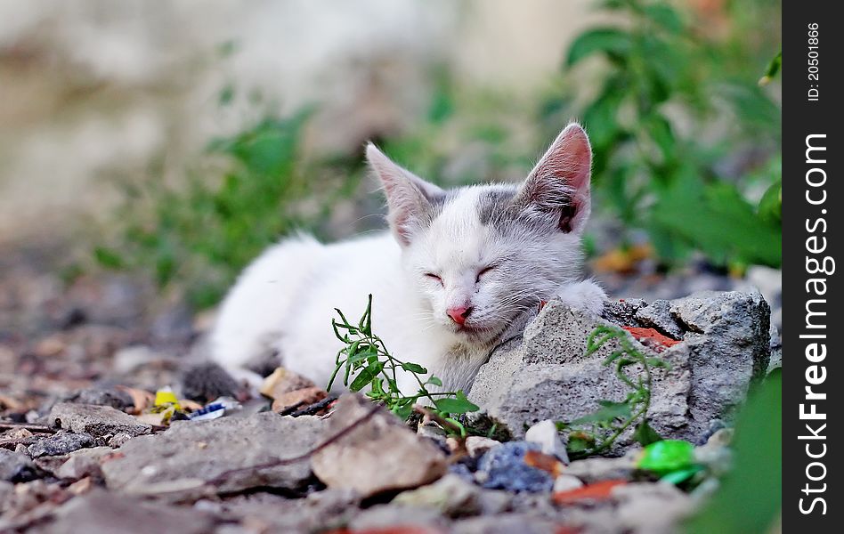 Little kitten sleeping on the grass close up. Little kitten sleeping on the grass close up