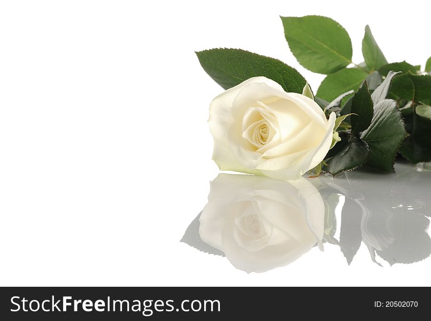 Close up white rose on white background