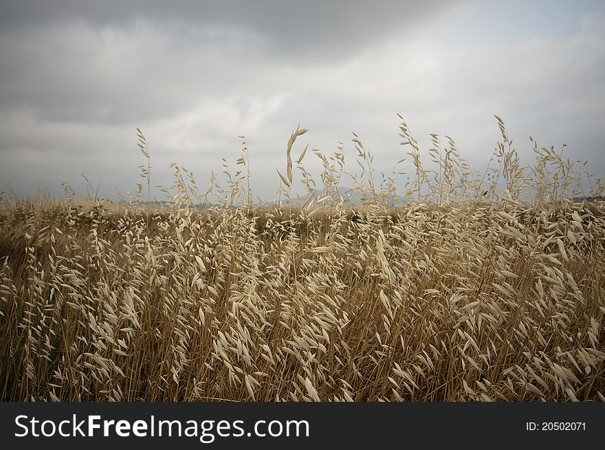 View of corn field with cloudy sky. View of corn field with cloudy sky