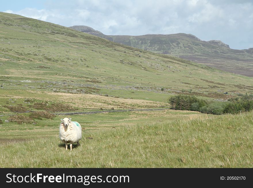 A ewe stands in a green grass mountain pasture with mountains and a cloudy sky in the distance. A ewe stands in a green grass mountain pasture with mountains and a cloudy sky in the distance.
