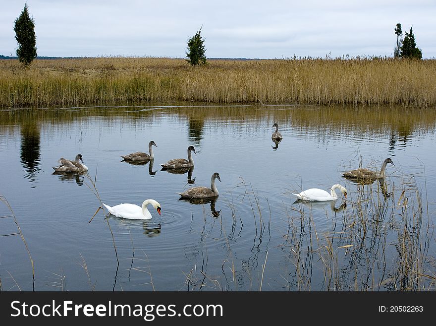 Swans in the lake Kanieris. Kemeri National park.Latvia.