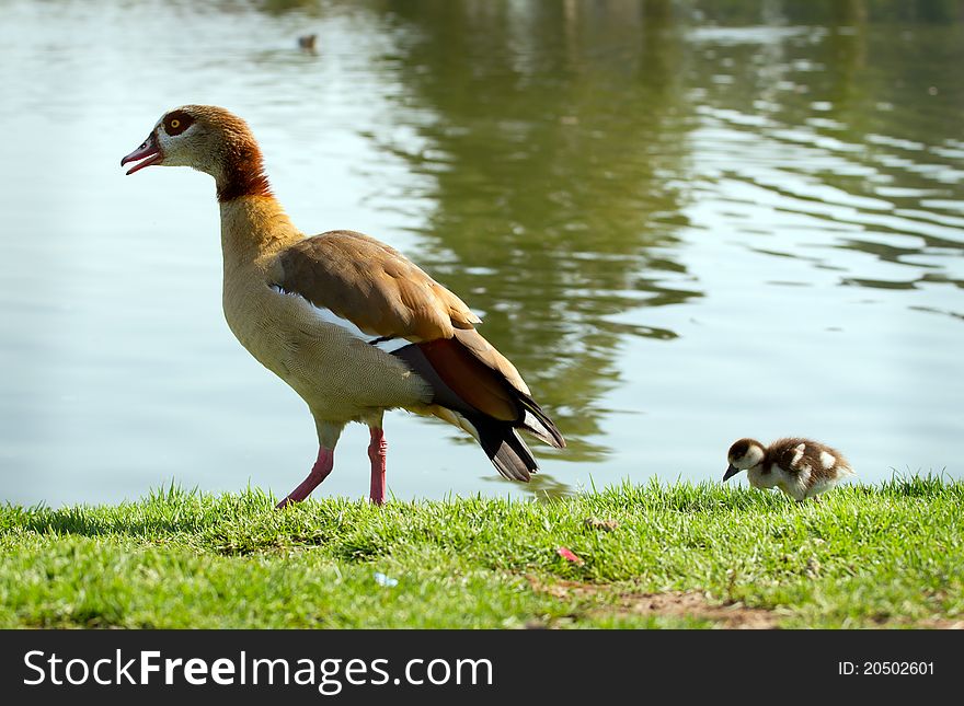 Mumma duck and duckling in the park. Mumma duck and duckling in the park