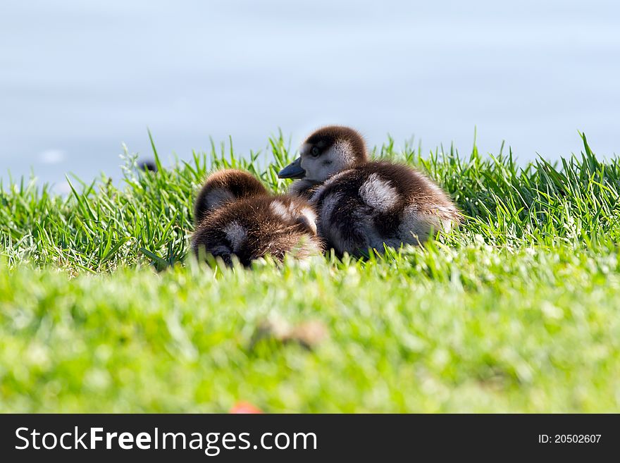 Two duckling on a grass background. Two duckling on a grass background