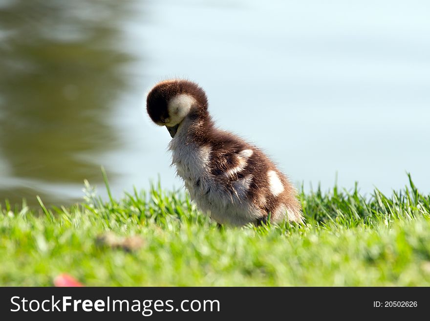 Close up of a mallard duckling