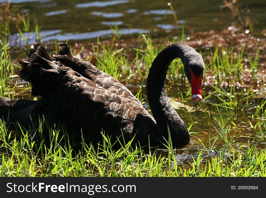 The Black Swan is swimming on the lake in Thailand. The Black Swan is swimming on the lake in Thailand