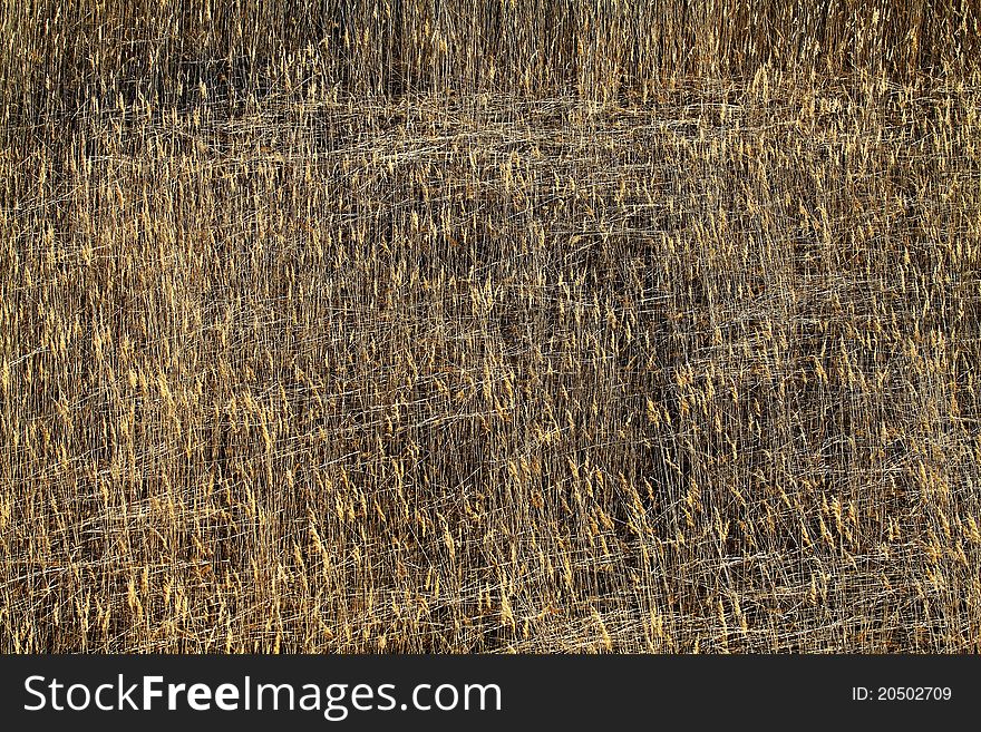 Reed on the lake.