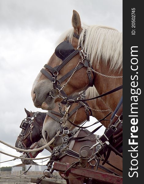 Four work horses tied to hitching rail. Four work horses tied to hitching rail