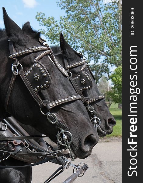 Two black work horses pulling with sky and tree background. Two black work horses pulling with sky and tree background