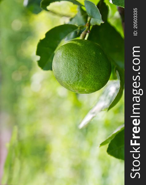 Green lemon on the tree among the leaves