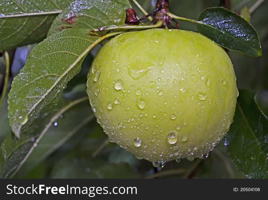 Golden delicious apple hanging on a tree with water droplets after a rainstorm