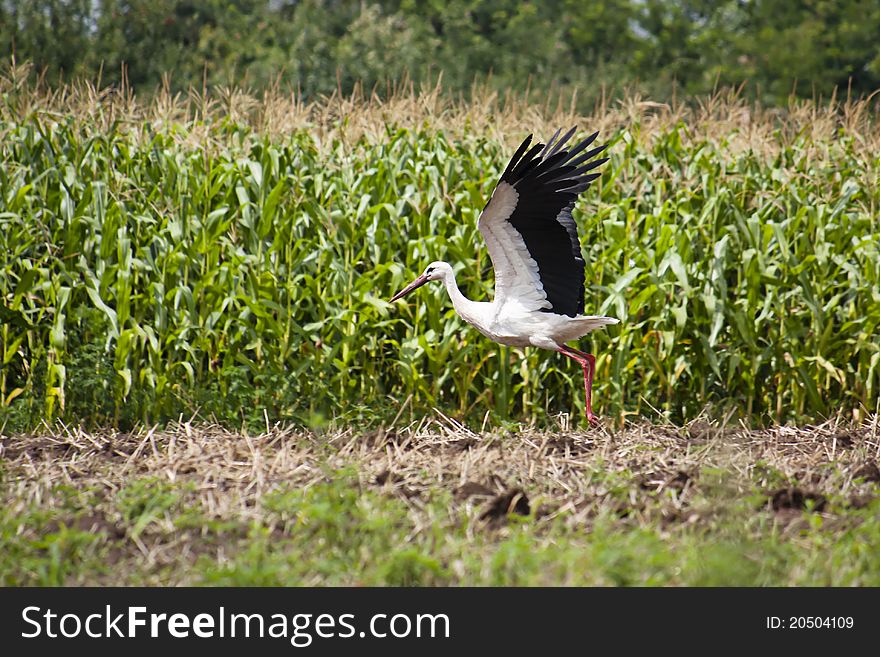 Stork taking off against a background of maize growing in a field