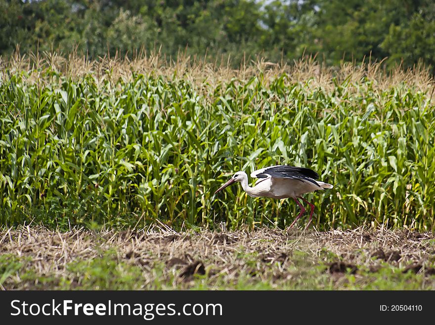 Stork taking off against a background of maize growing in a field. Stork taking off against a background of maize growing in a field