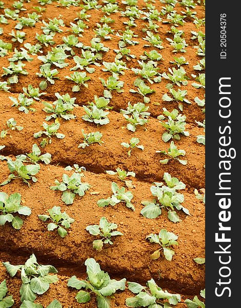 Fertile broccoli plantation in asian country