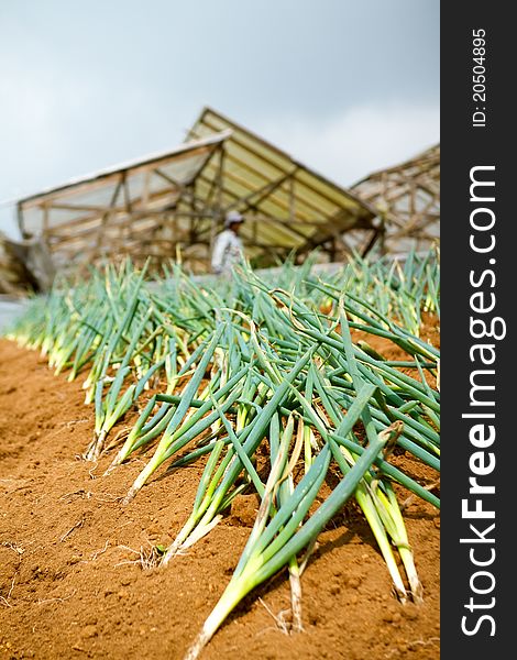 Green onions or allium fistulosum farm at asian country. Green onions or allium fistulosum farm at asian country