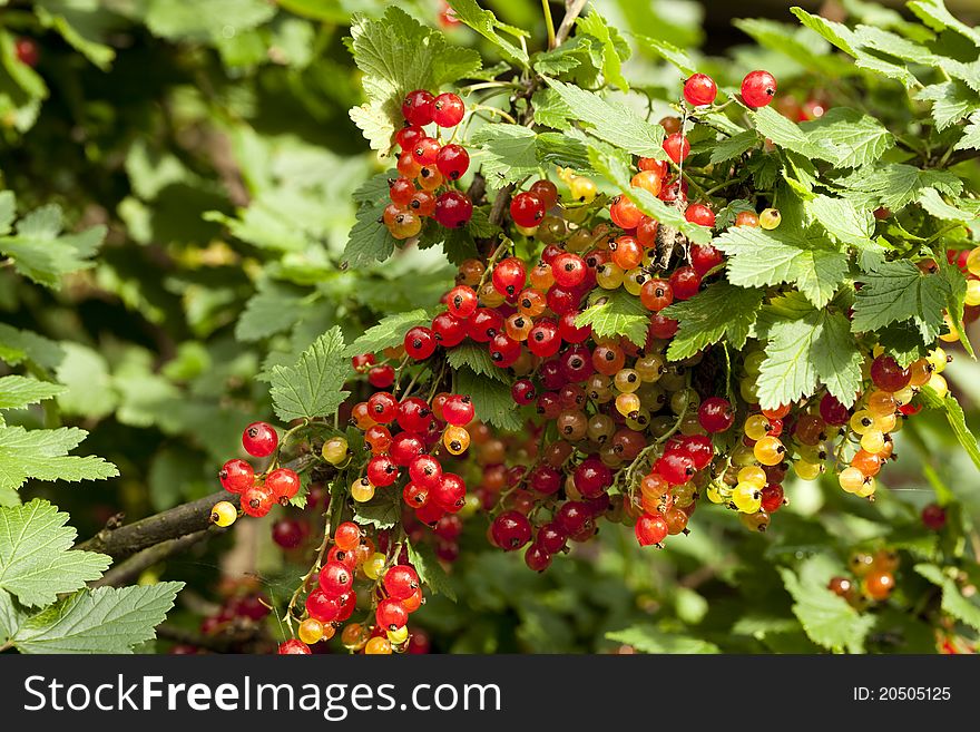 Red and yellow currants on bush in garden. Red and yellow currants on bush in garden