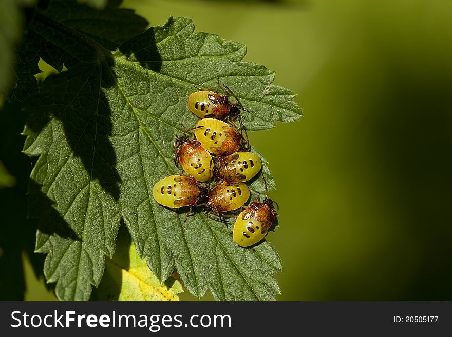 Larva bedbug(Elasmucha ferrugata)on currant bush