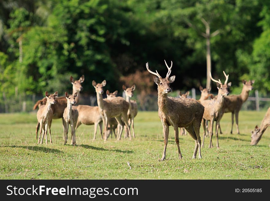 Deer in farm at koh samui