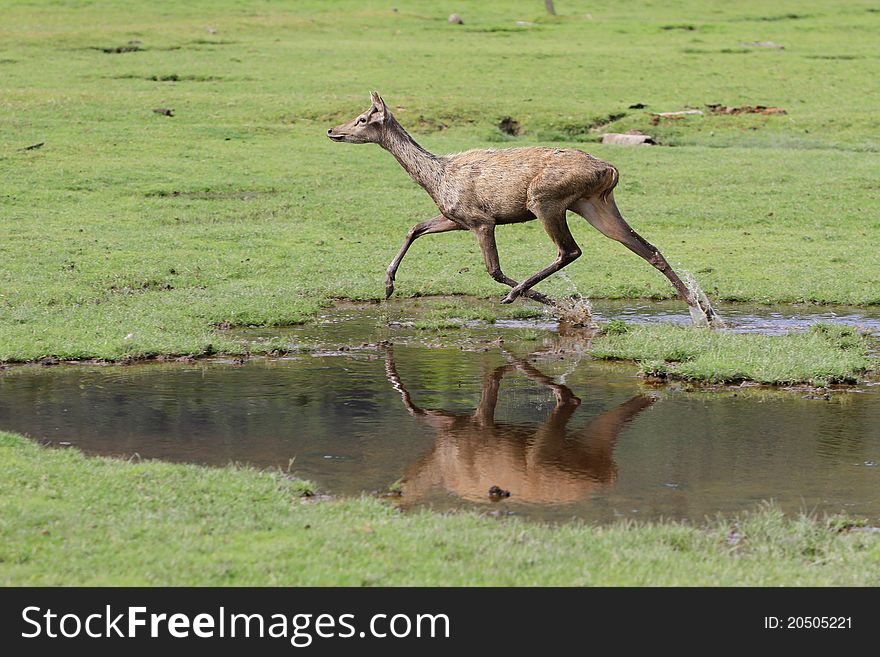 Deer running in the farm at koh samui