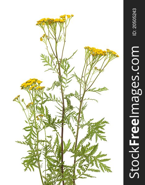 Inflorescence of yellow tansy herb on white background