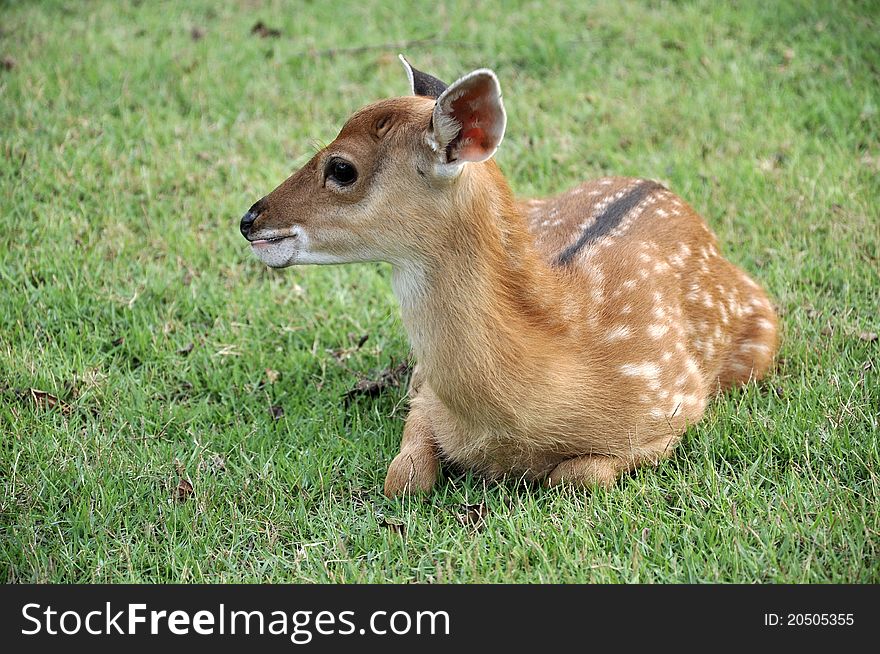 Young sika deer