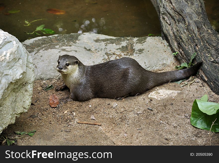 Otter is semi-aquatic mammal. Otters live up to 16 years