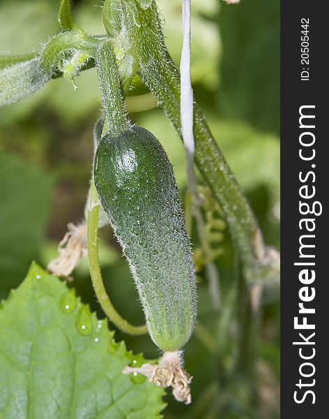 Cucumber in the garden grow on natural way. Cucumber in the garden grow on natural way