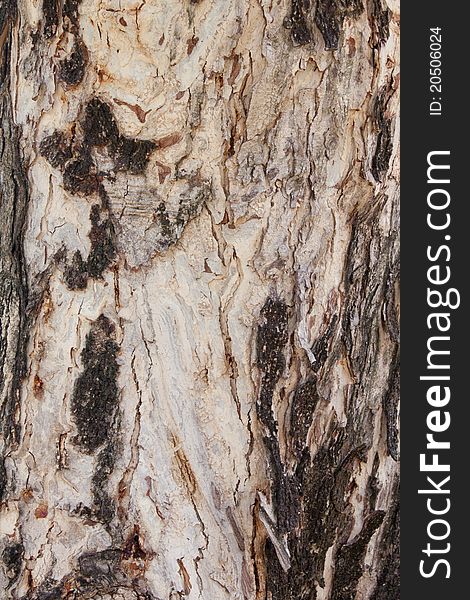 Background image old tree bark. Background image old tree bark