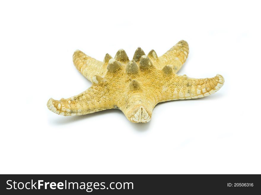 Yellow starfish isolated on white