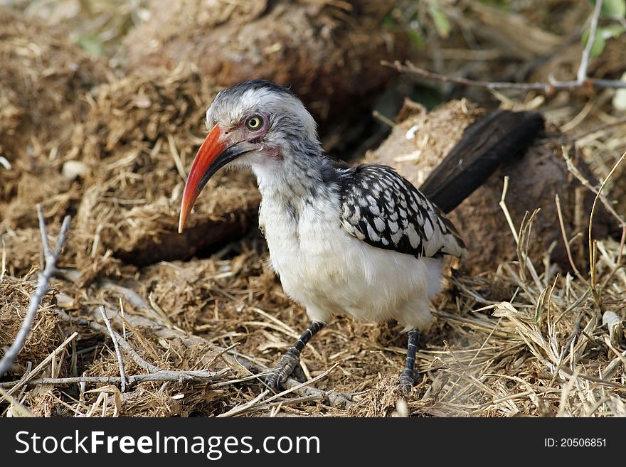 Red-billed hornbill lookin for food