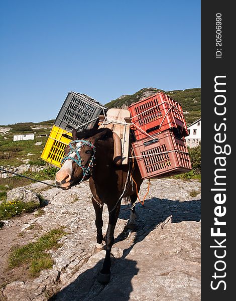 Cargo horse carrying some boxes in Rila mountains (Bulgaria). Cargo horse carrying some boxes in Rila mountains (Bulgaria)