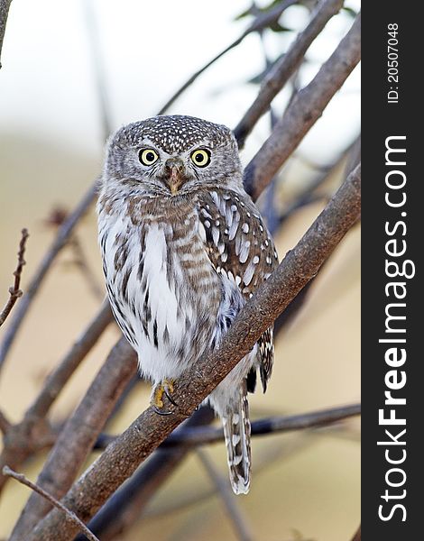 Pearl-spotted owl sitting in tree